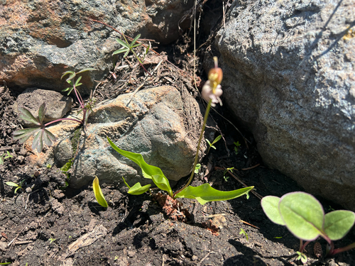 Klamath fawnlily (Erythronium klamathense)