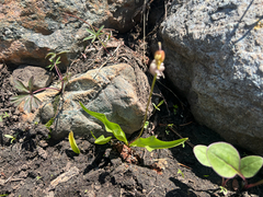 Erythronium klamathense, photograph author not stated, no rights reserved