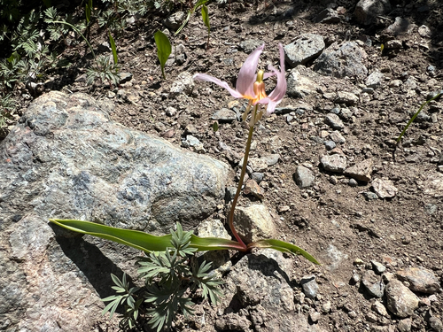 Klamath fawnlily (Erythronium klamathense)