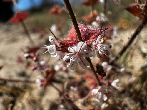 california spineflower (Mucronea californica)