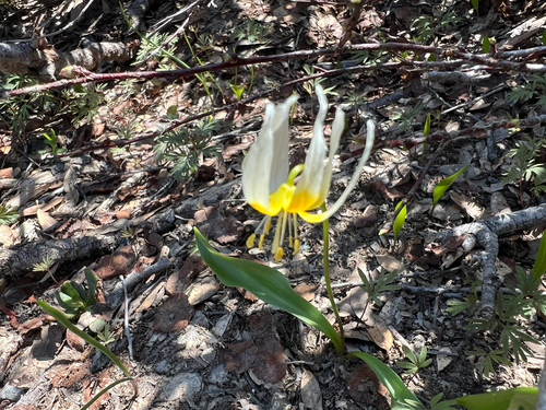Erythronium klamathense, photograph 4