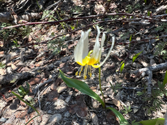 Erythronium klamathense, photograph author not stated, no rights reserved