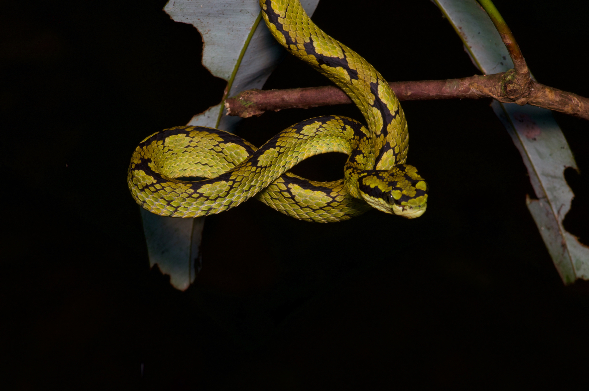 Green Bush Viper (Atheris chlorechis) · iNaturalist Guatemala