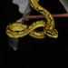 Sri Lankan Green Pit Viper - Photo (c) John Sullivan, some rights reserved (CC BY-NC), uploaded by John Sullivan