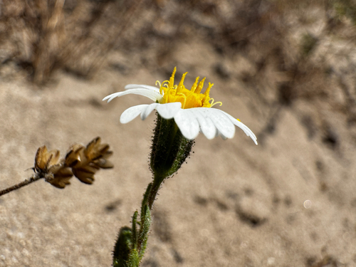 Blushing Layia (Layia erubescens)
