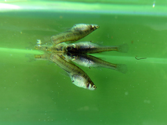 Cnesterodon decemmaculatus