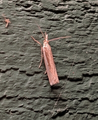 Crambus praefectellus