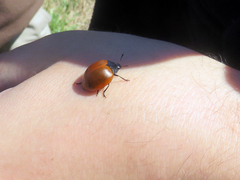 Aegithus clavicornis