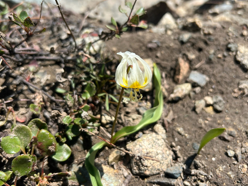 Klamath fawn lily (Erythronium klamathense)