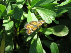 Phyciodes phaon phaon