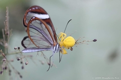 Pteronymia cotytto cotytto