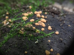 Sphaerosporium lignatile