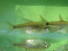 Cheirodon interruptus