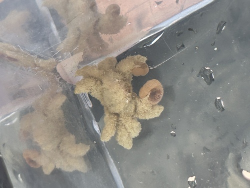 Polydectus cupulifer observed 2025-06-04