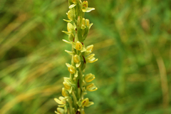 Platanthera tescamnis
