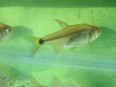 Cheirodon interruptus