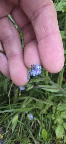 field forget-me-not
