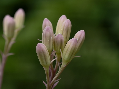Syneilesis aconitifolia iNat (2)