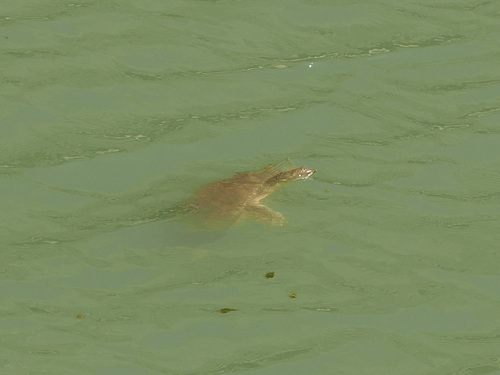 iNaturalist observation 2025-05-02
