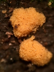 Sphaerosporium lignatile