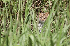 Prionailurus bengalensis