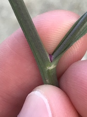 Symphyotrichum expansum