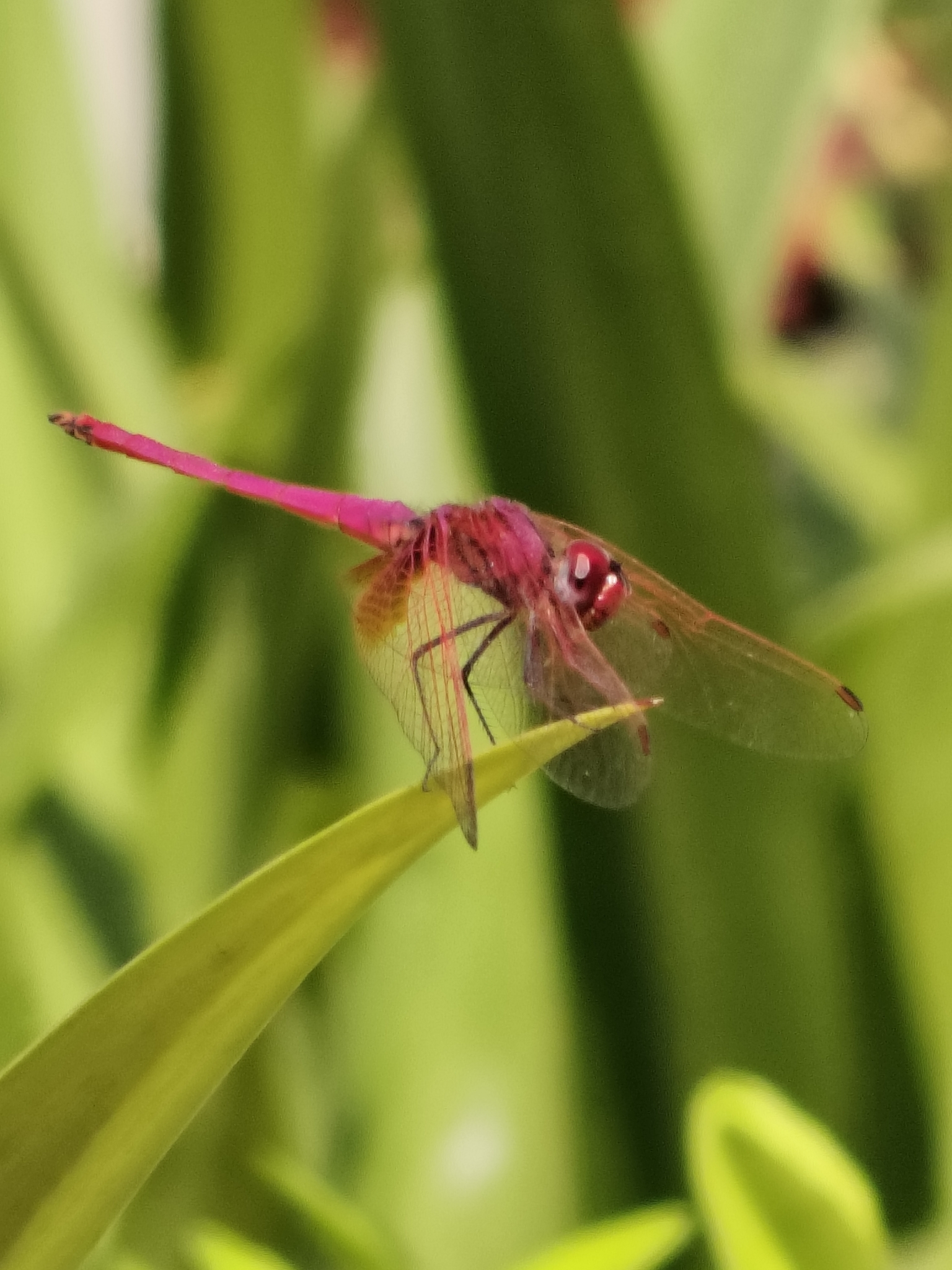 Crimson Marsh Glider