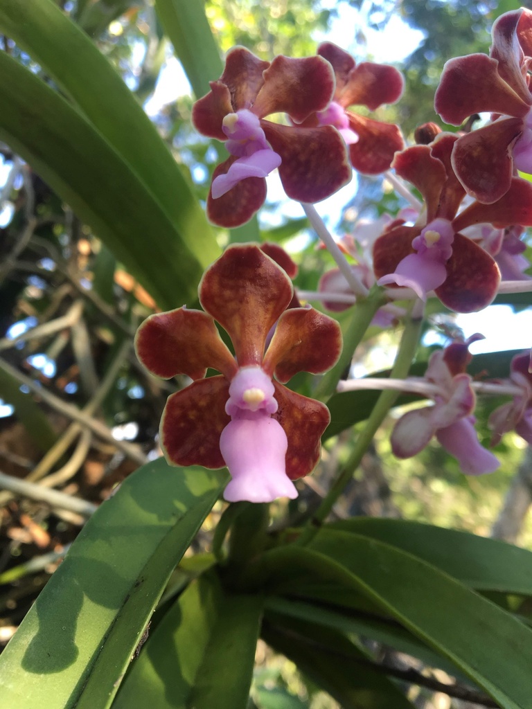 Vanda perplexa