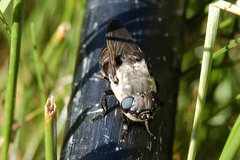 Oestridae