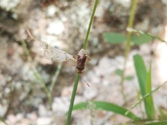Rhopalus sapporensis