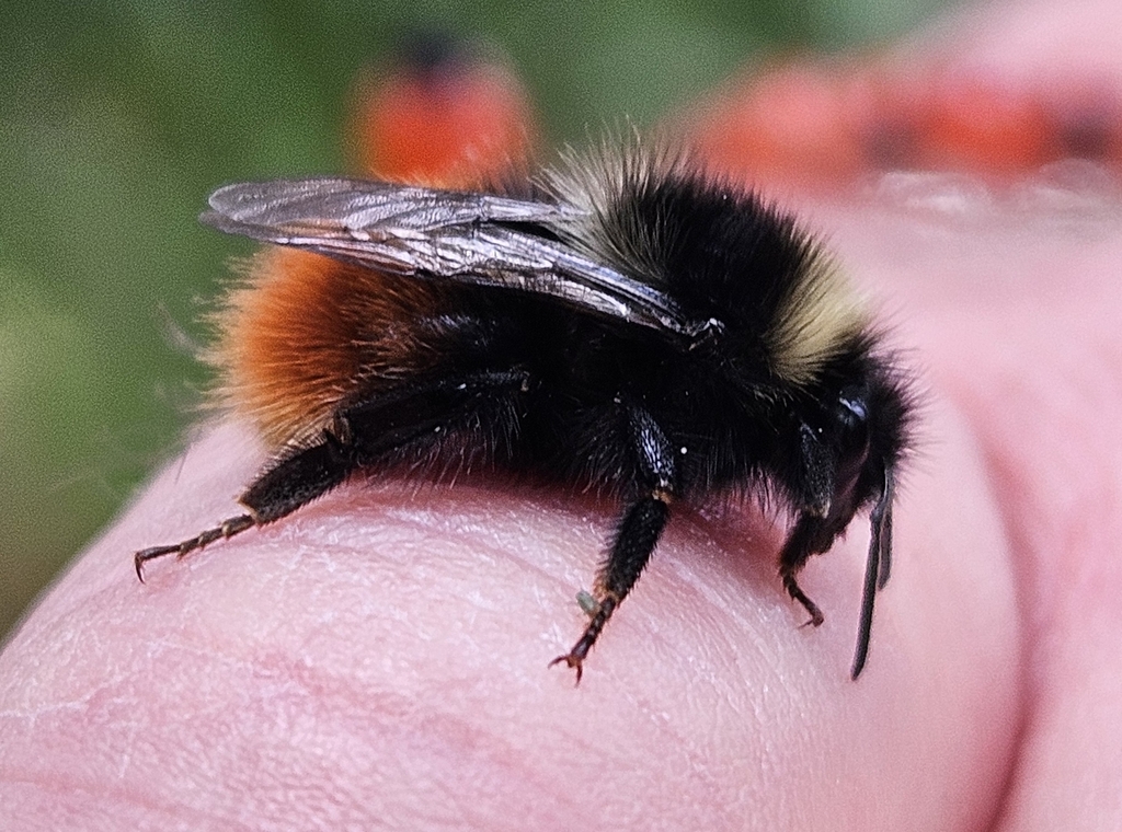 Bombus lapponicus