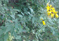 Rudbeckia
