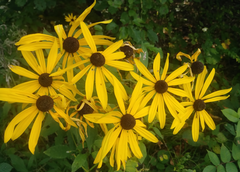 Rudbeckia
