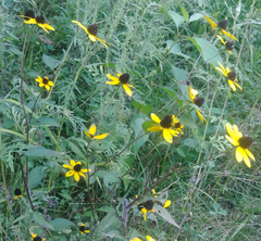 Rudbeckia