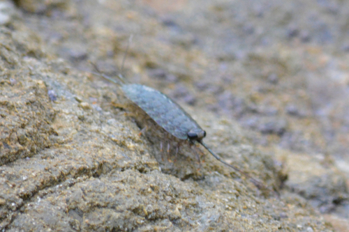 Western Sea Slater photo 4