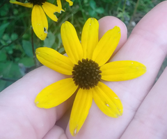 Rudbeckia