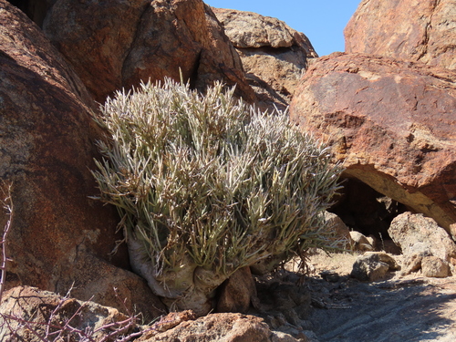 Adenia pechuelii