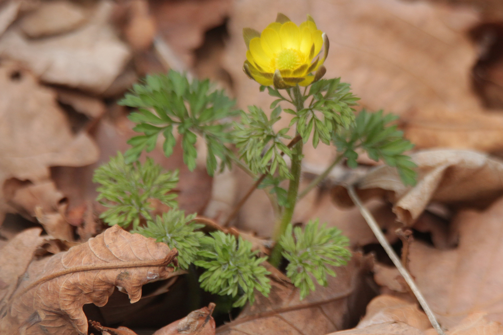 Adonis amurensis; photograph (c) Andrew Bazdyrev, some rights reserved (CC BY)