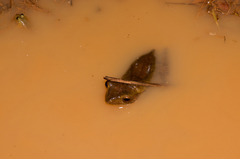 Polypedates cruciger