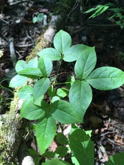 Staphylea trifolia