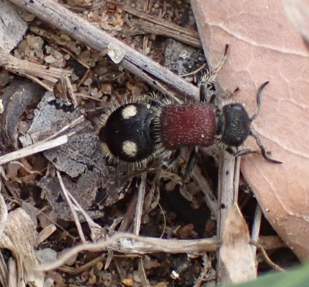 Acanthomutilla