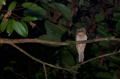 Batrachostomus moniliger