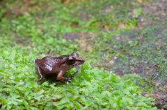 Pseudophilautus popularis