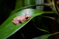 Orange-Canthal Shrub Frog photo 3