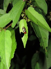 Disonycha scriptipennis