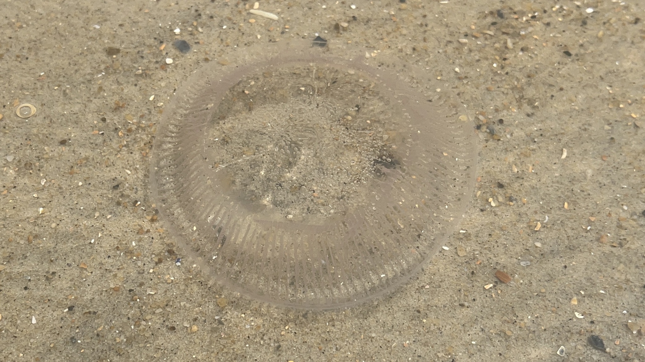 Rhacostoma atlanticum L.Agassiz, 1851