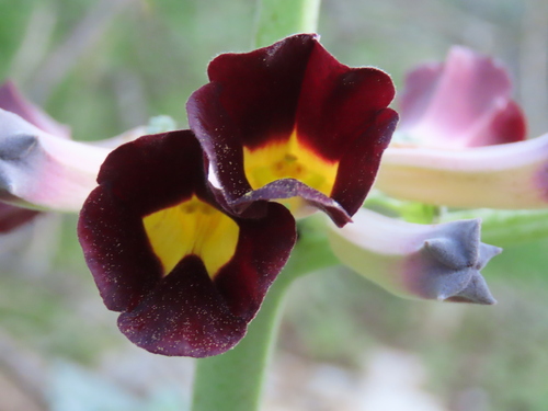 Rogeria adenophylla (Rogeria adenophylla)