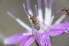 Phthiriinae