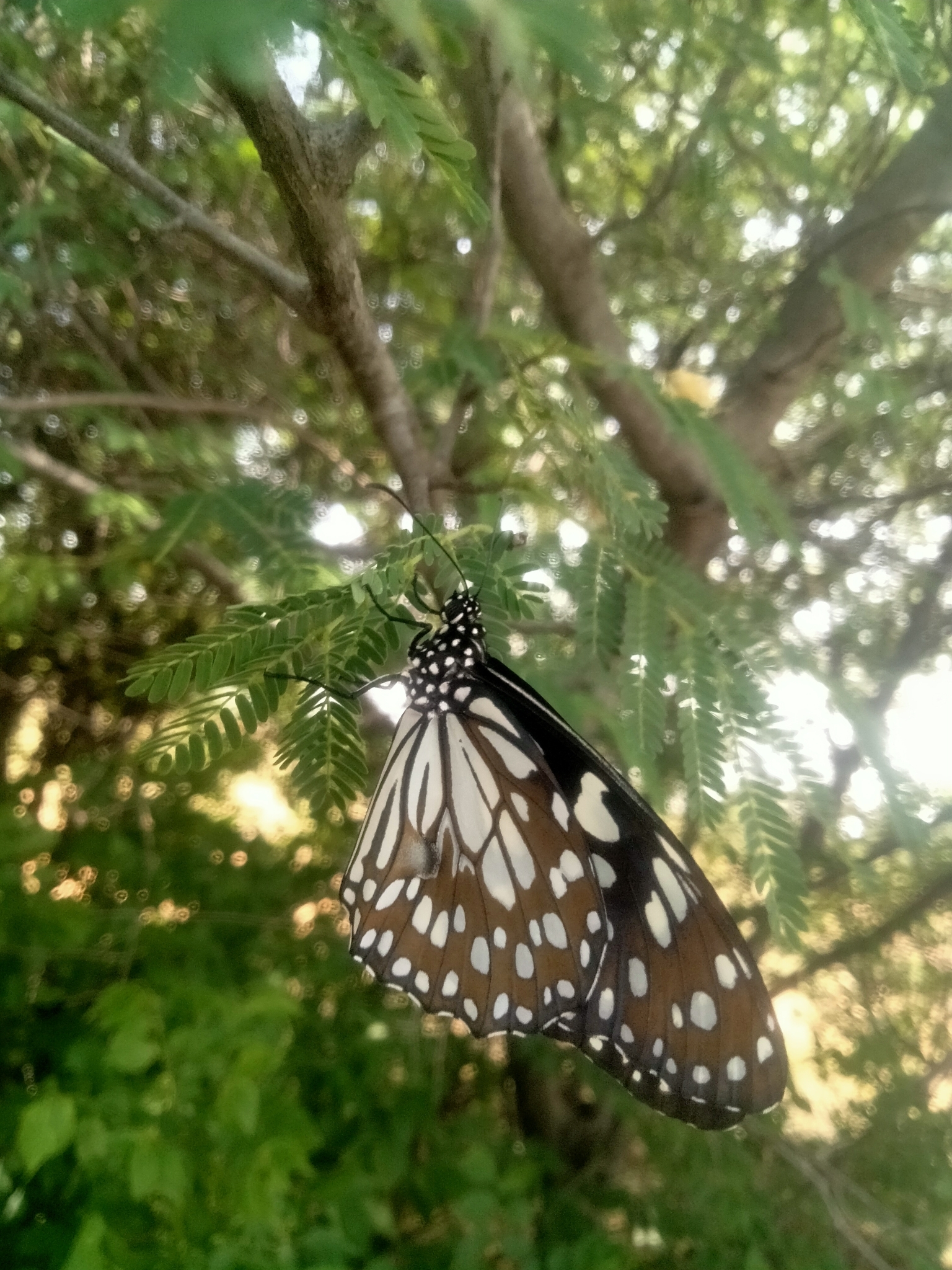 Blue Tiger