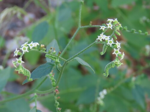 Heliotropium albiflorum (Heliotropium albiflorum)